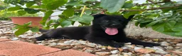 Pastor Alemán perros en venta: Pastores de trabajo - Anuncio 4
