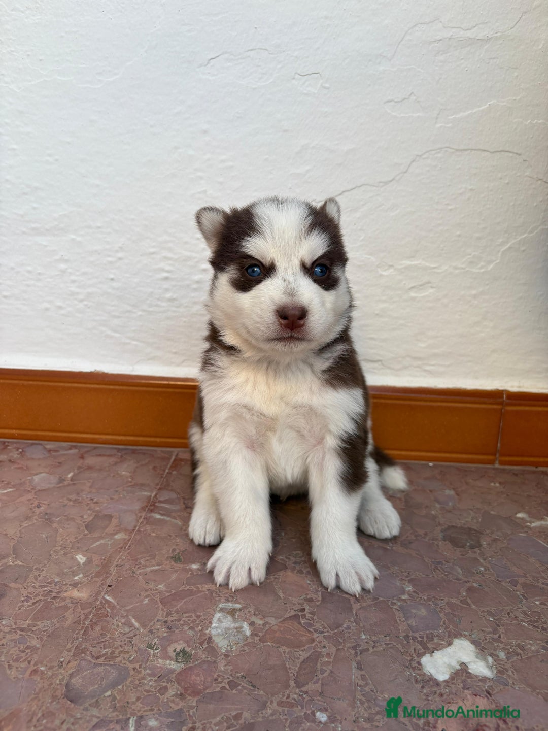 Husky Siberiano perros en venta: Cachorros husky siberianos  - Imagen 5