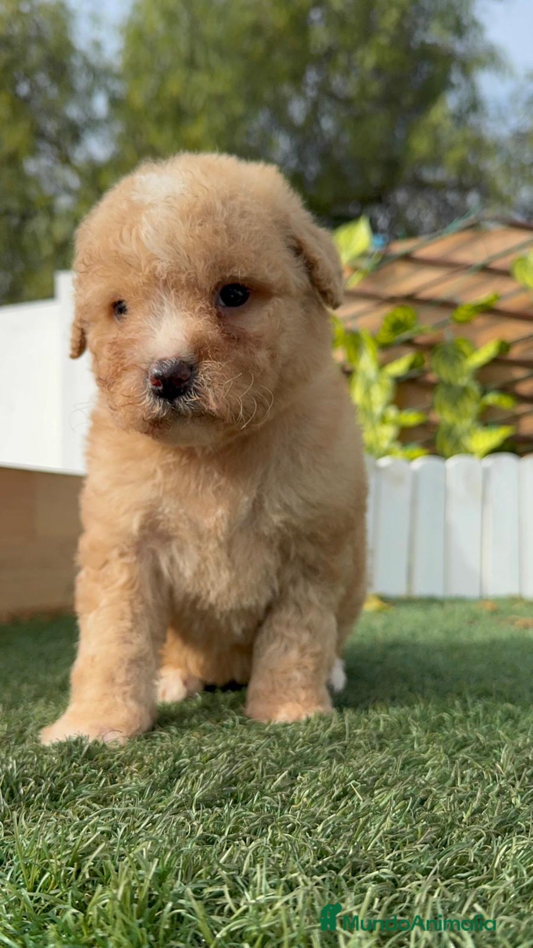 Perro de Agua Español perros en venta: PERRO DE AGUA ESPAÑOL - Anuncio 14