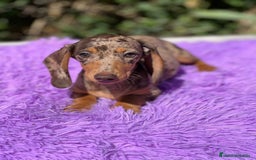 Teckel Miniatura perros en venta: Teckel miniatura  - Imagen 1