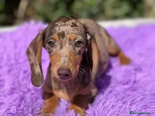 Teckel Miniatura perros Teckel miniatura - Anuncio 9