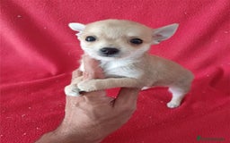 Chihuahua perros en venta: Chihuahua Mini  - Imagen 1