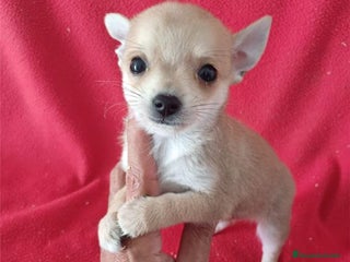 Chihuahua perros - Anuncio 2