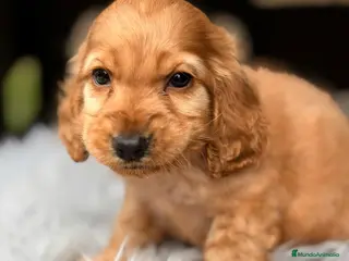 Cocker Spaniel Inglés perros COCKER SPANIEL INGLÉS MACHO - Anuncio 3