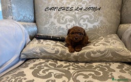Caniche Toy perros en venta: caniche toy - Imagen 3