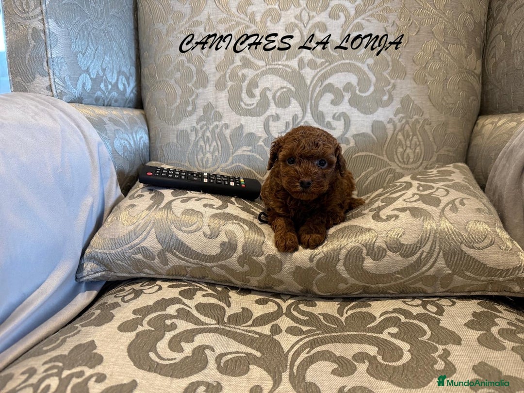 Caniche Toy perros en venta: caniche toy - Imagen 3