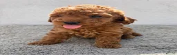 Caniche Toy perros en venta: Caniche toy hembra - Anuncio 7