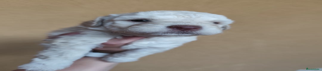 Perro de Agua Español Cachorro 5