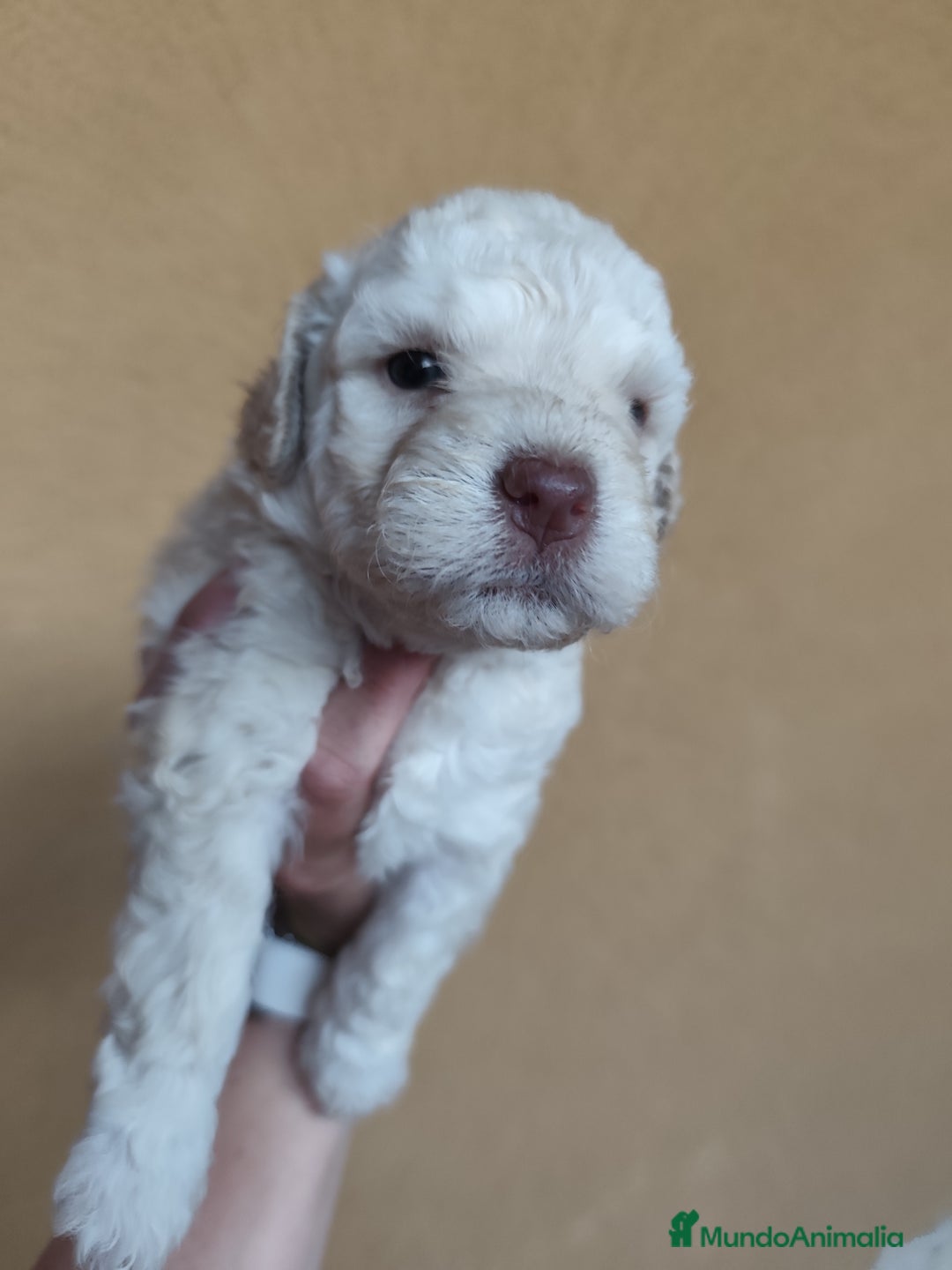 Perro de Agua Español perros en venta: Perros de agua en Segovia - Imagen 1