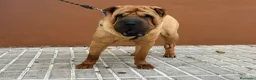 Shar Pei perros en venta: Hembra de 2 años en adopción  - Anuncio 3