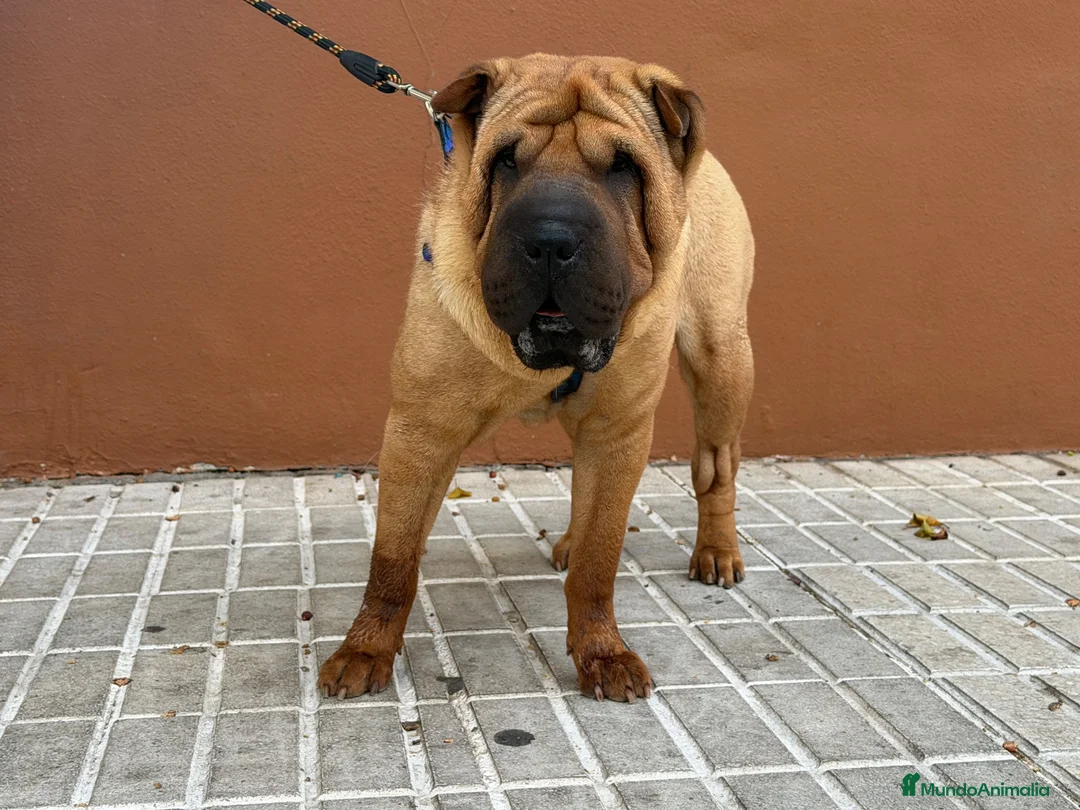 Shar Pei perros en venta: Hembra de 2 años en adopción  - Anuncio 3
