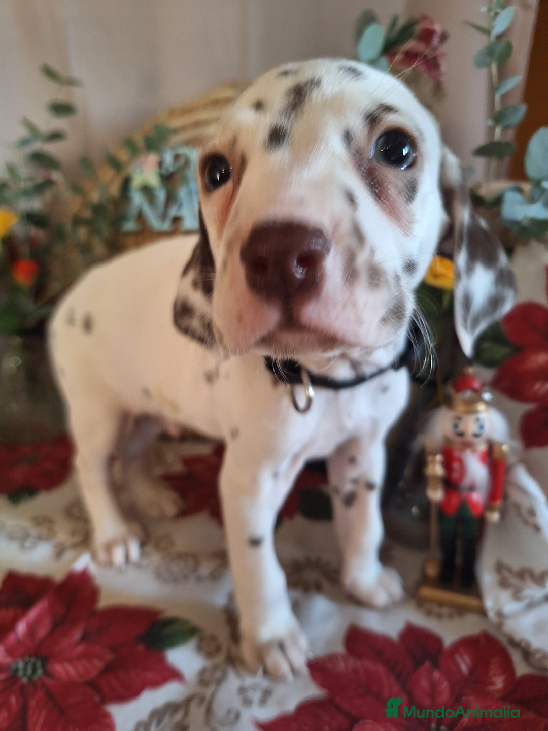 Dálmata perros en venta: DALMATA  - Anuncio 4