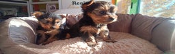 Yorkshire Terrier perros en venta: Cachorros de Yorkshire  - Anuncio 11