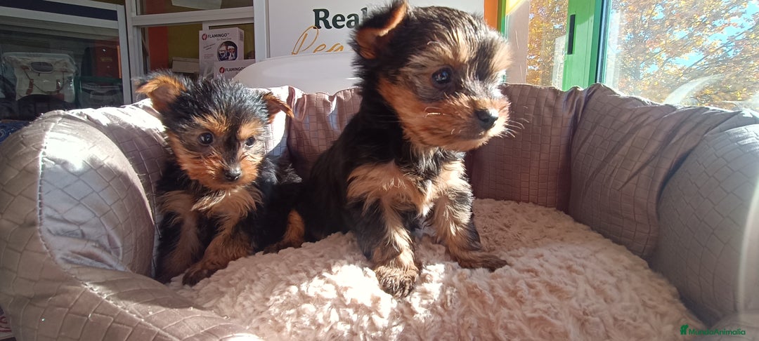 Yorkshire Terrier perros en venta: Cachorros de Yorkshire  - Anuncio 11