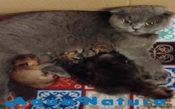Británico de Pelo Corto gatos en venta: Camada British y Scottish Fold Shorthair - Imagen 2