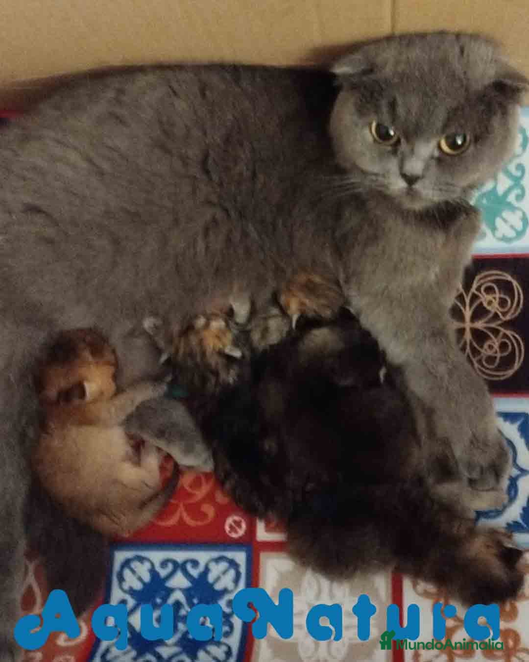 Británico de Pelo Corto gatos en venta: Camada British y Scottish Fold Shorthair - Imagen 2