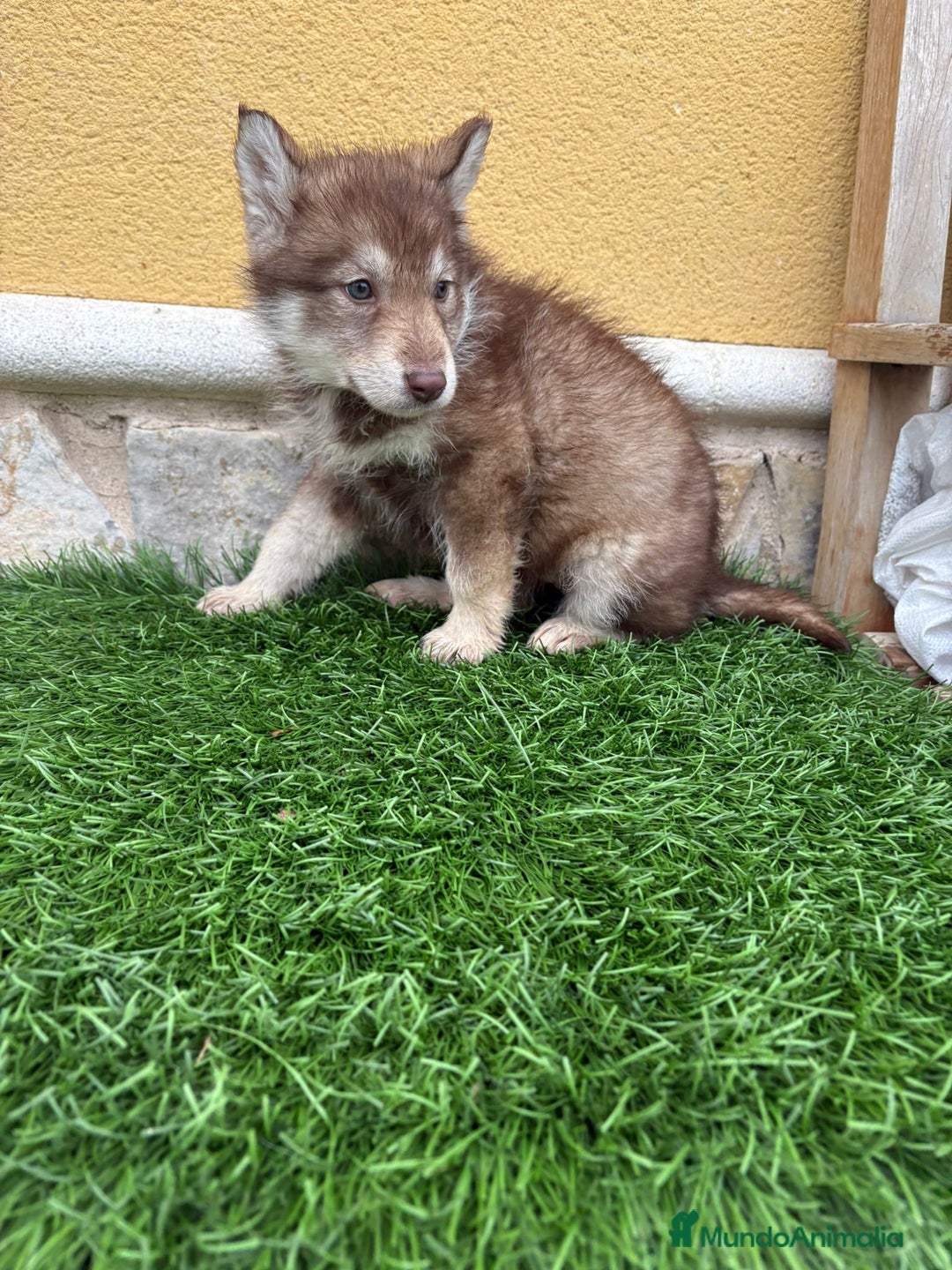 Husky Siberiano perros en venta: Hembra Husky Siberiano roja  - Anuncio 7