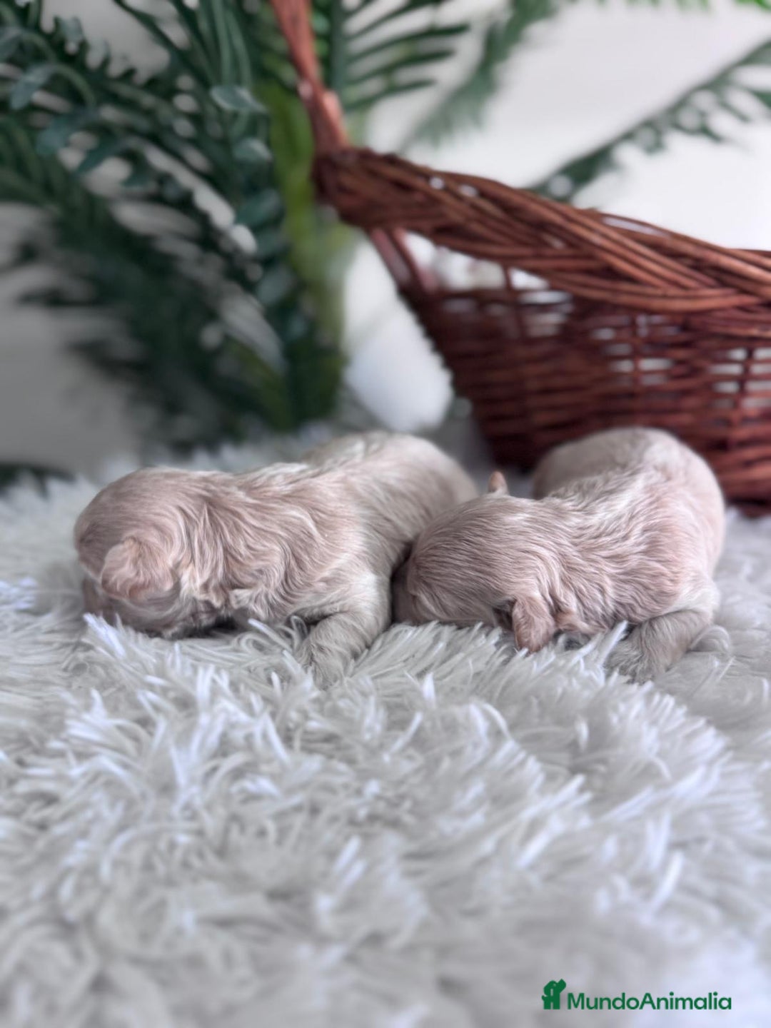 Maltipoo perros en venta: MALTIPOO HEMBRAS - Imagen 7