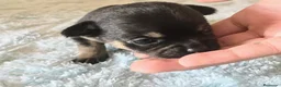 Chihuahua perros en venta: Chihuahua precio real - Anuncio 3