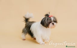Shih Tzu perros en venta: camada de shih tzu - Imagen 13