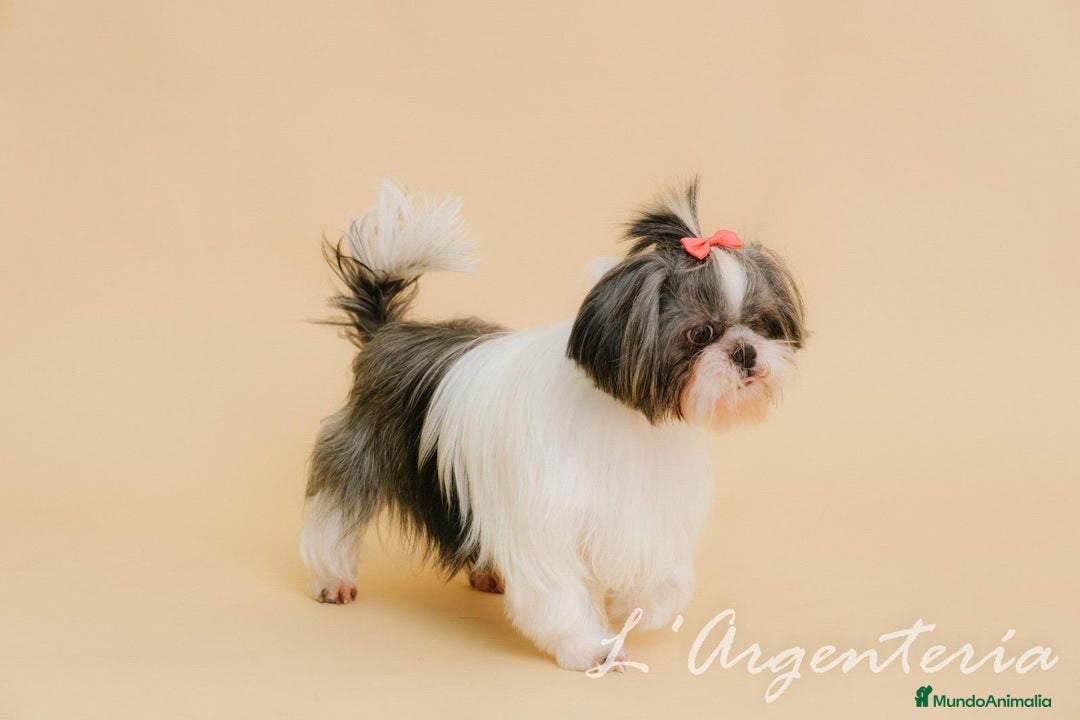 Shih Tzu perros en venta: camada de shih tzu - Imagen 13