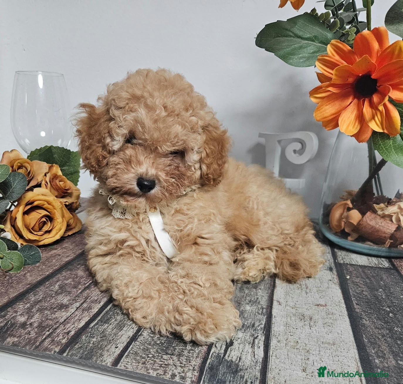 Caniche Toy perros en venta: Caniche Toy Wisky - Anuncio 2
