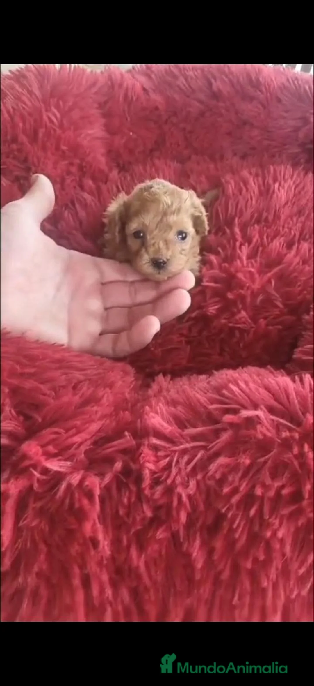 Raza Mixta perros en venta: Caniche - Anuncio 2