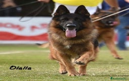 Pastor Alemán perros para monta: Increíble ejemplar de Pastor Alemán  - Imagen 2