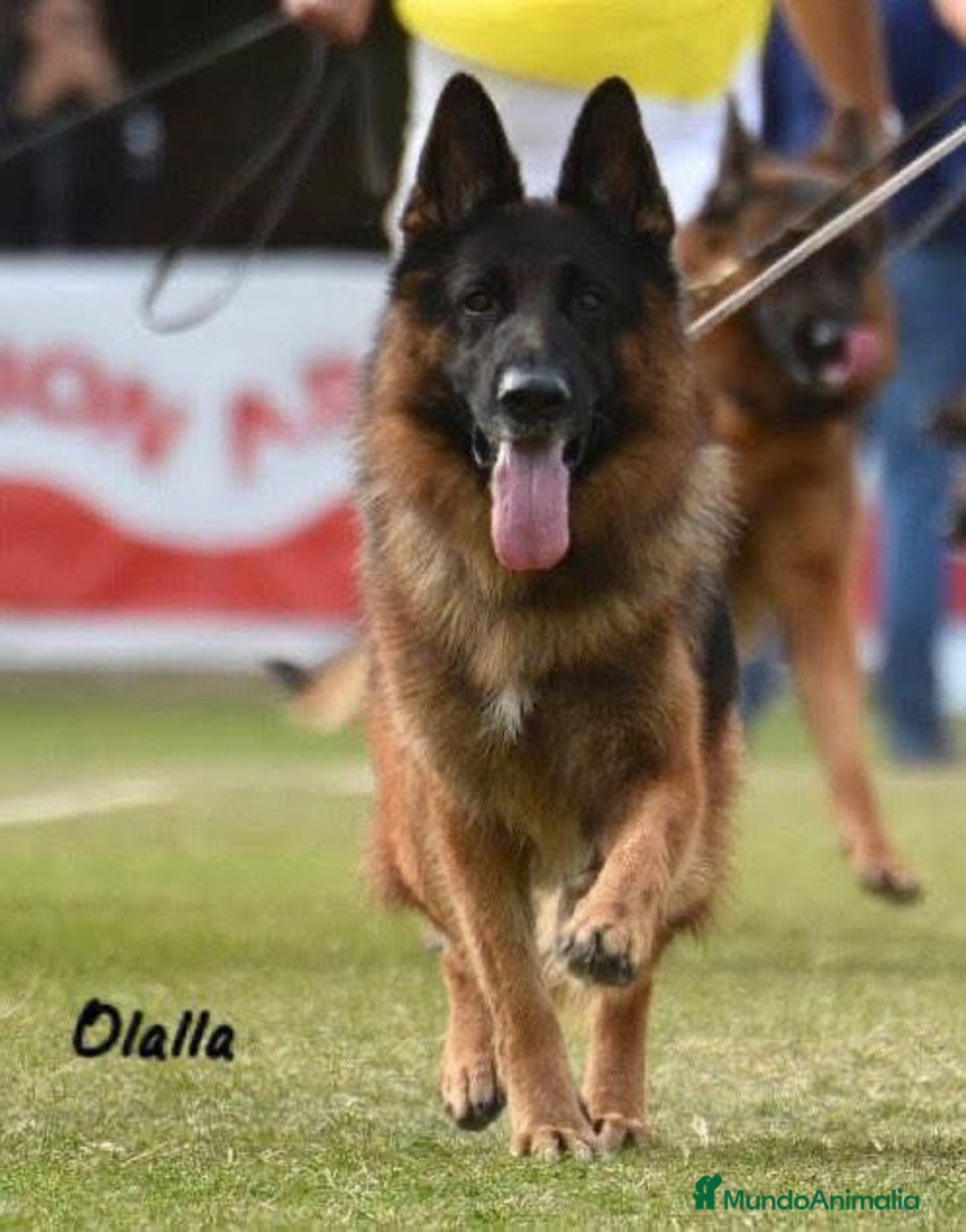 Pastor Alemán perros para monta: Increíble ejemplar de Pastor Alemán  - Imagen 2