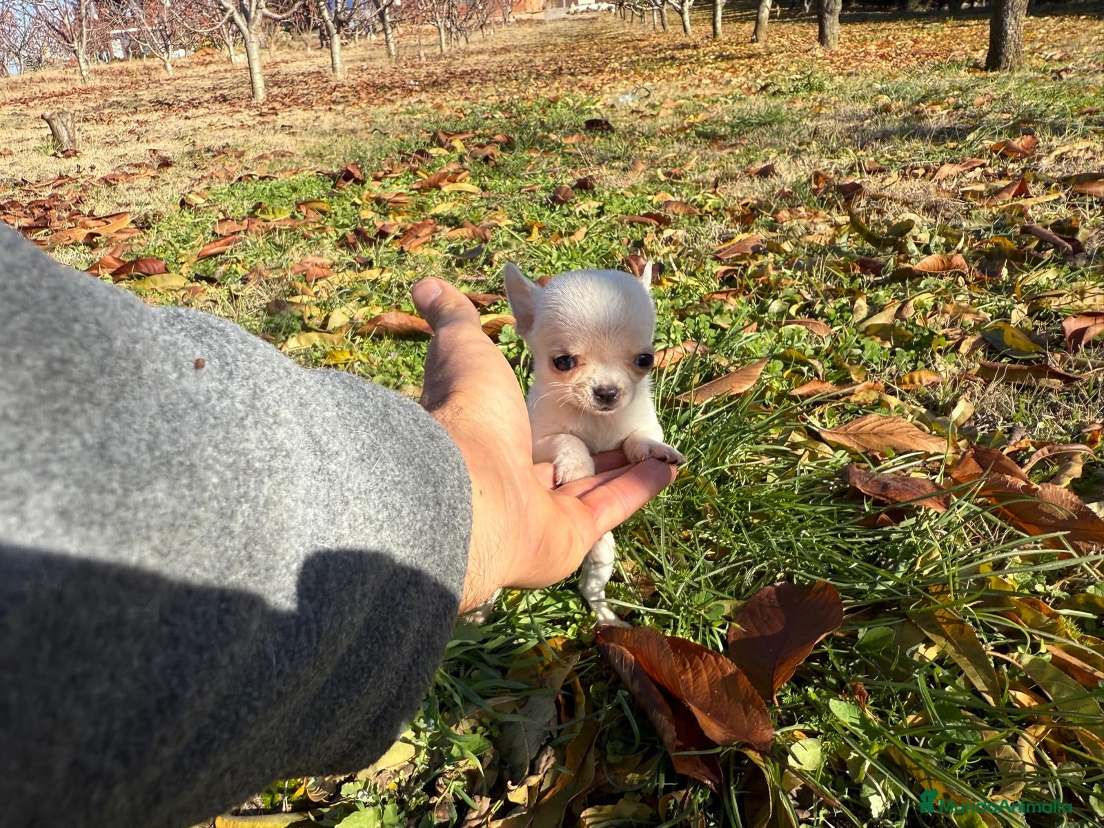 Chihuahua perros Chihuahua micro toy macho  - Anuncio 5