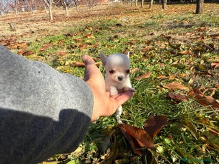 Chihuahua perros Chihuahua micro toy macho - Anuncio 1