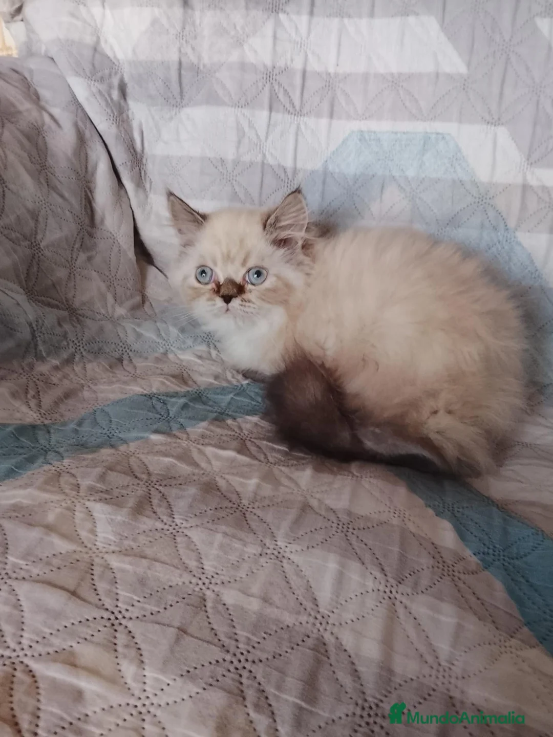 Persa gatos en venta: Gatos persas  - Anuncio 2
