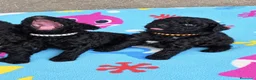 Caniche Toy perros en venta: Preciosos Cachorros Caniche Toy Negros - Anuncio 5