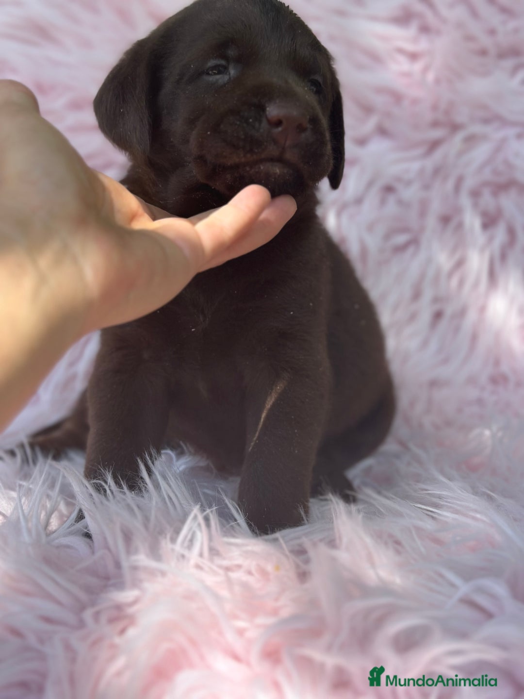Labrador Retriever perros en venta: LABRADOR RETRIEVER CHOCOLATE HEMBRA - Imagen 3