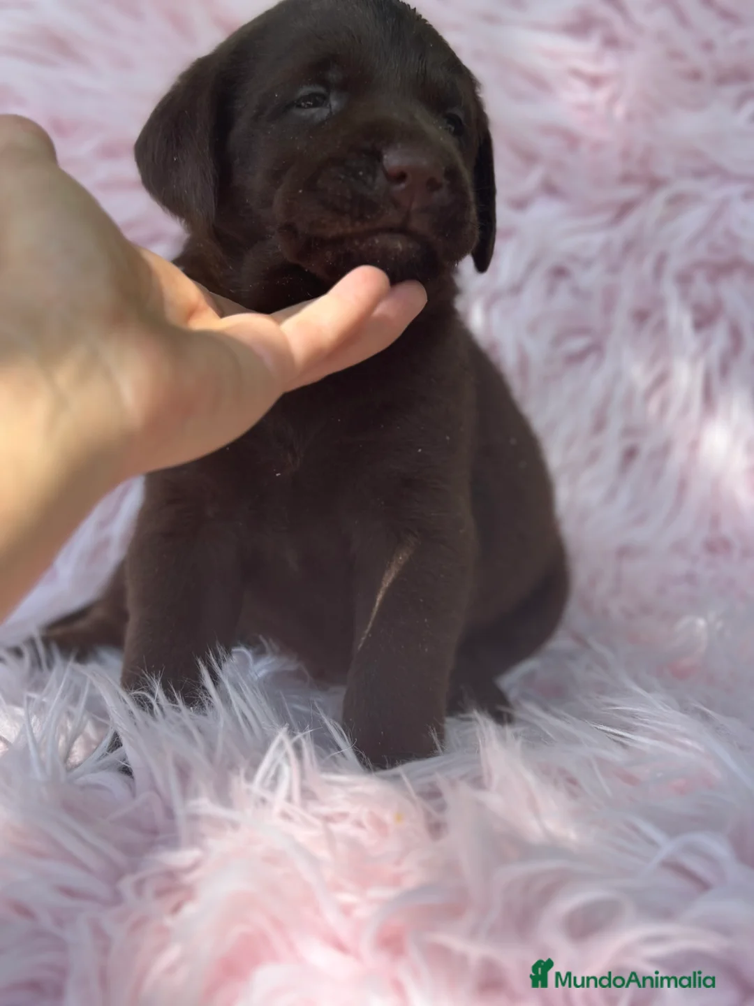 Labrador Retriever perros en venta: LABRADOR RETRIEVER CHOCOLATE HEMBRA - Anuncio 3