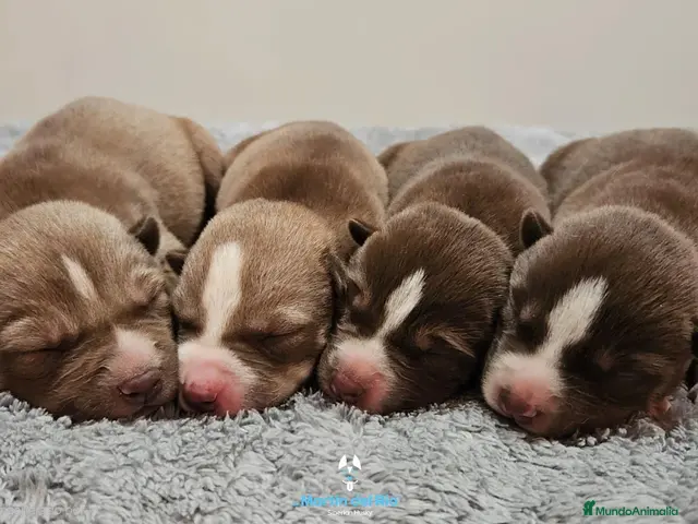 Husky Siberiano perros en venta: Husky Siberiano - cachorras - Anuncio 1