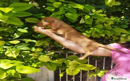 Teckel perros en venta: TECKEL PURA RAZA  - Imagen 2