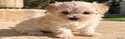 Maltipoo perros en venta: Maltipoo - Anuncio 3