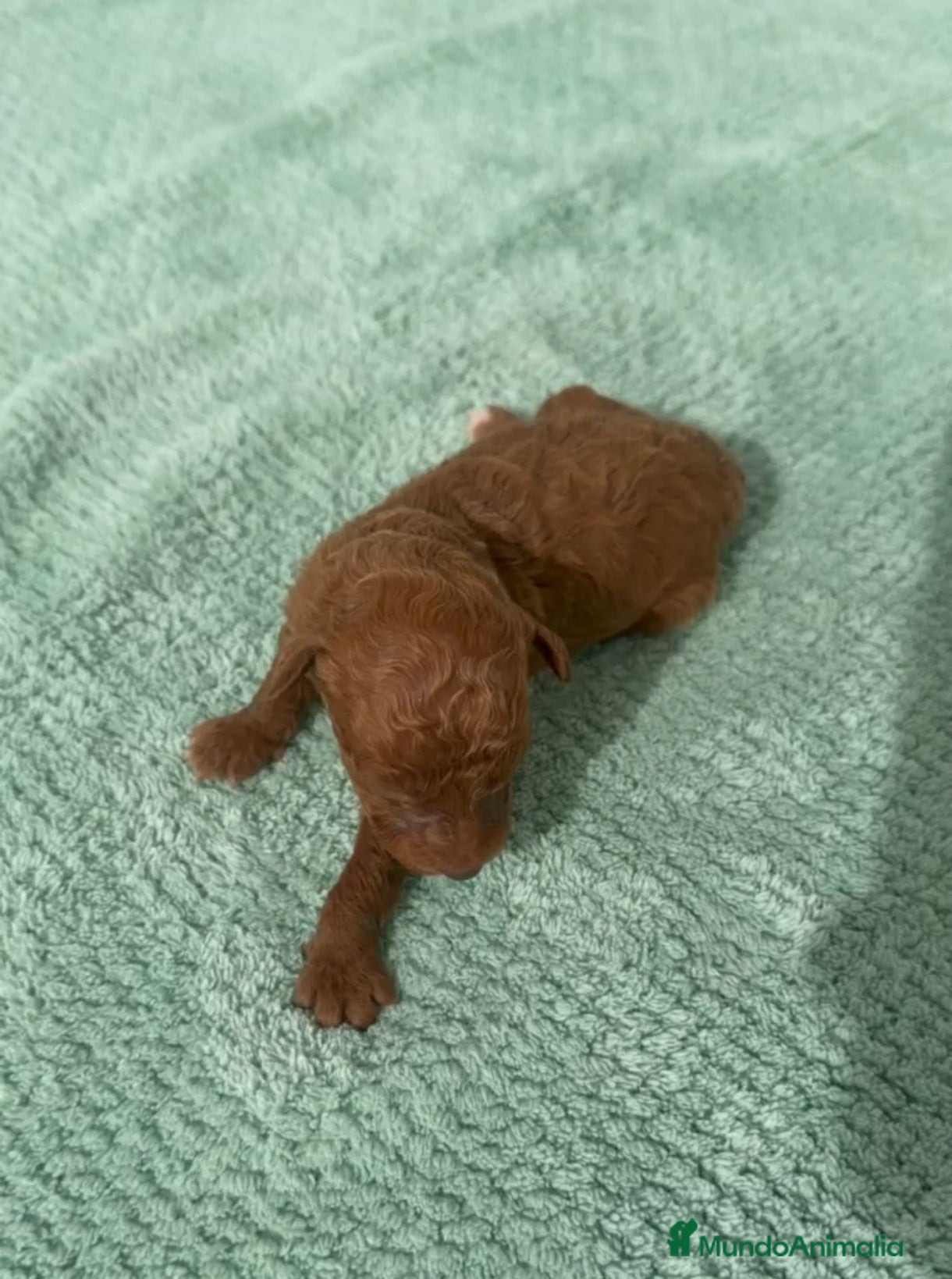 Caniche Toy perros Especatacular macho de caniche toy rojo - Anuncio 1