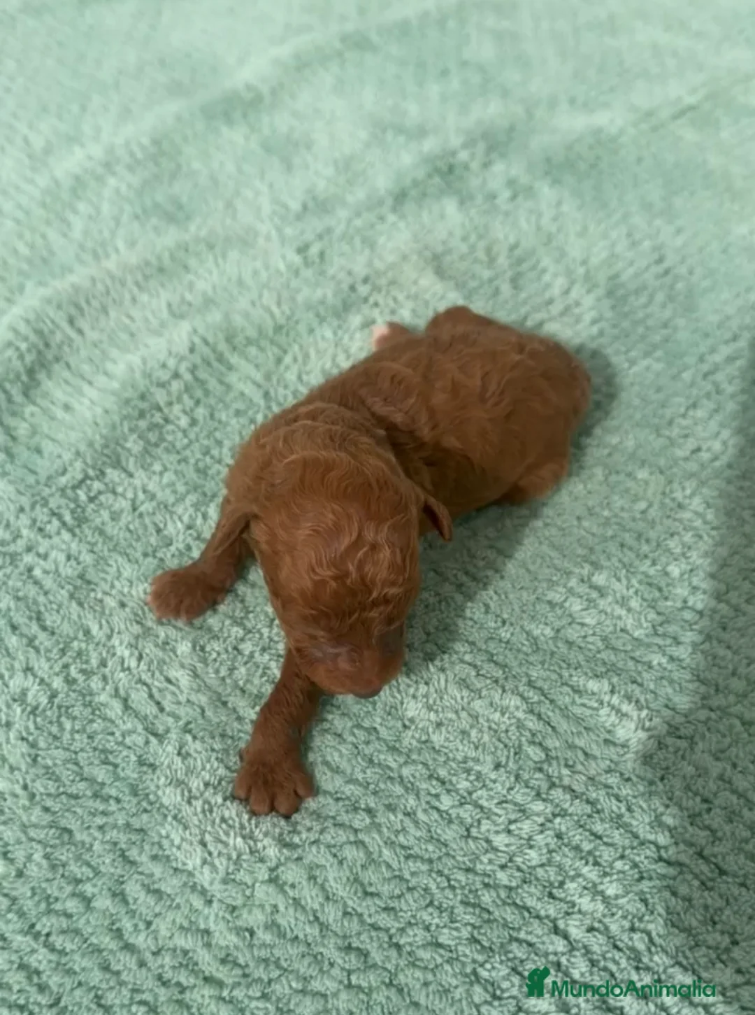 Caniche Toy perros en venta: Especatacular macho de caniche toy rojo - Anuncio 1