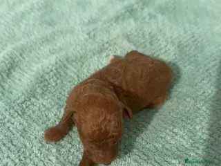 Caniche Toy perros Especatacular macho de caniche toy rojo - Anuncio 1