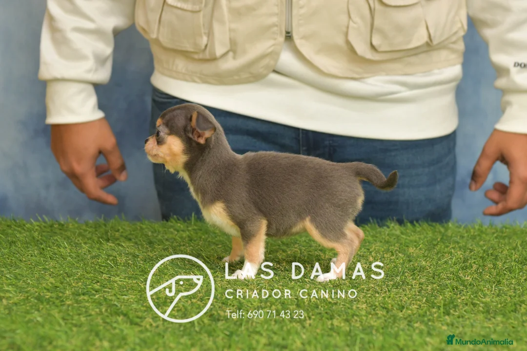 Chihuahua perros en venta: Chihuahuas hembras disponibles - Anuncio 2