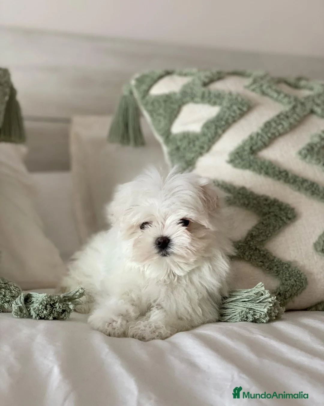 Bichón Maltés perros en venta: Bichón Maltes Toy en Madrid - Anuncio 10