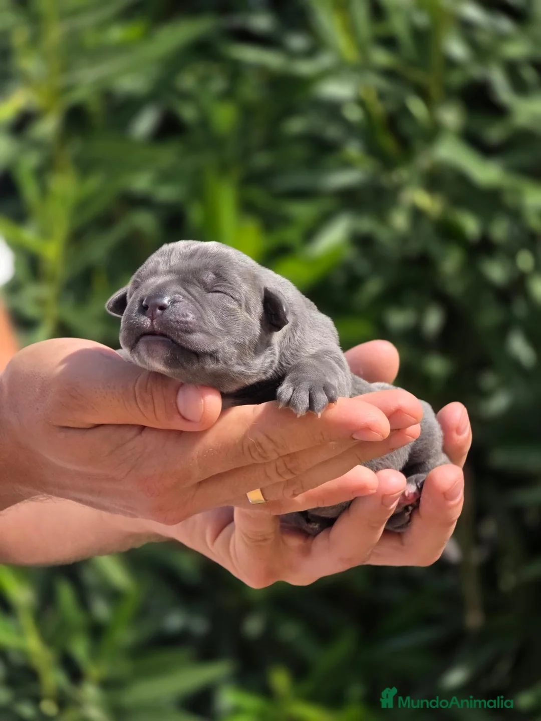 Cane Corso perros en venta: Cachorros Cane Corso – negros, grises y atigrados - Anuncio 1