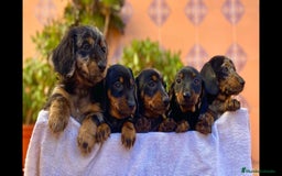 Teckel perros en venta: Hembra de Teke arlequín  - Anuncio 2