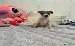Pequeño Lebrel Italiano perros en venta: Piccolo italiano  - Imagen 10