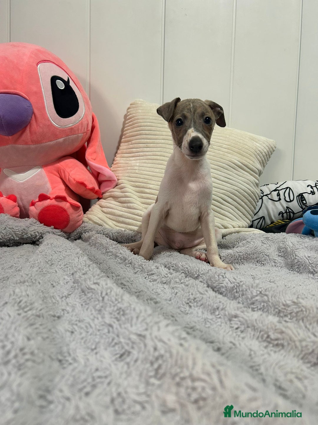 Pequeño Lebrel Italiano perros en venta: Piccolo italiano  - Imagen 10