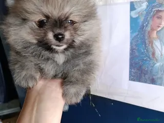 Pomerania perros ‼️‼️POMERANIAS AMERICANOS - Anuncio 2