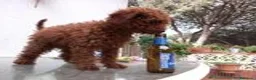 Caniche Toy perros en venta: Poodle Toy Caniche rojo en Sevilla - Anuncio 3