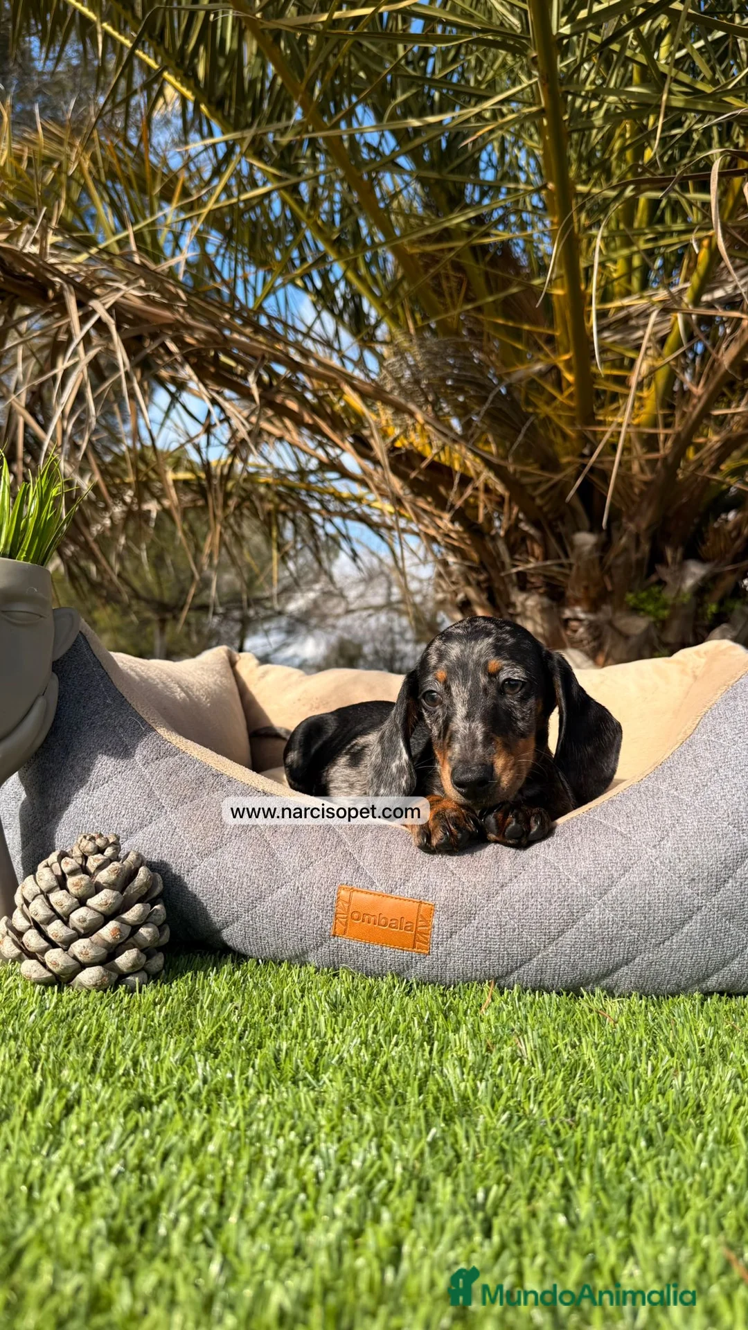 Teckel Miniatura perros en venta: PRECIOSOS TECKEL ARLEQUIN PLATA - Anuncio 6